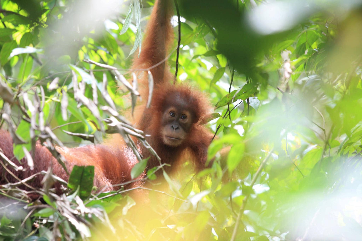 Sumatra Orang Utan