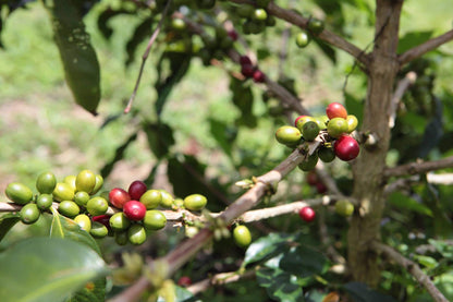 Sumatra Orang Utan Honey (limited availability)