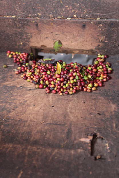 Sumatra Orang Utan Honey (limited availability)